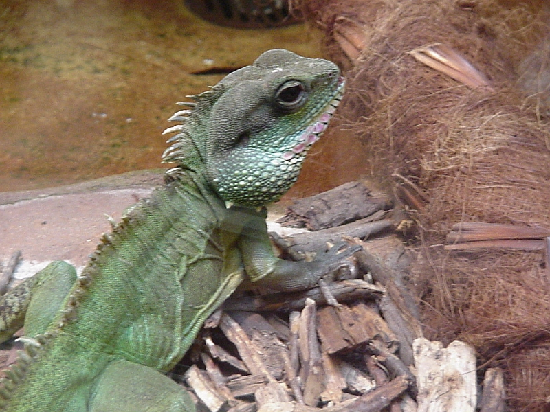 Iguana 1.jpg